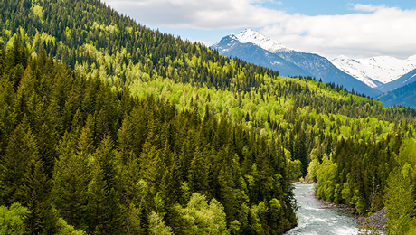 The NCCIH is seeking an Indigenous Academic Lead